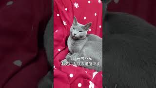 【猫動画】チャンスは見逃さないロシアンブルー【Russian blue】#shorts Russian blue that you don't miss opportunities