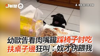 家人吃飯滿桌肉肉！小黑狗扶桌邊狂叫討食｜奶音｜幼犬｜歐告｜精選影片