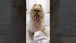 ママが抱きしめると、トロトロとけちゃうよー！#dog #foryou #pomeranian