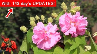 EASIEST way to grow \u0026 care for Confederate Rose [Hibiscus Mutabilis]