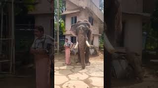 ഗുരുവായൂരിലെ തീപ്പൊരി മുതൽ രാധാകൃഷ്ണൻ#elephantattack #keralaelephant #elephant #aana #pambadirajan