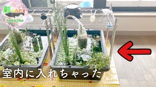 室内に移動したトロ舟水槽