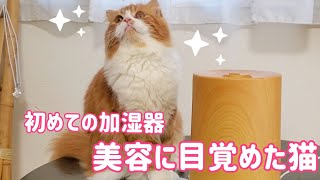 The first humidifier A cat awakened to beauty [Scottish Fold]