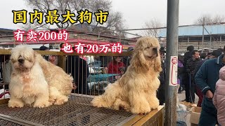 国内最大狗市，宠物狗的天堂，有200的也有2万的，各种狗都没见过