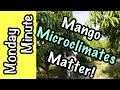 Monday Minute- Mango Microclimates Matter!