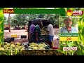 banaganapalle mango cultivation with semi organic method @sakshitvsagubadi