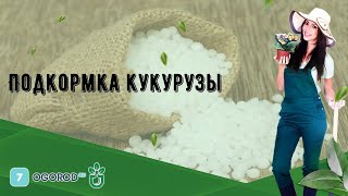 Подкормка кукурузы