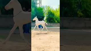 #nukra #horse #beautiful #horserading #marwari #youtubeshorts #viral #baby horsey #sher video