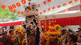 新加坡顺利壇體育會 Singapore SLT Association Lion \u0026 Dragon Dance Performances at Bugis 福禄寿四面佛 30/01/25