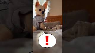 反抗期なチワワ【うちのわんこ】 #チワワ  #犬  #Chihuahua #shorts