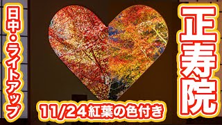 11/24 正寿院の紅葉 色付き具合を紹介 2024年