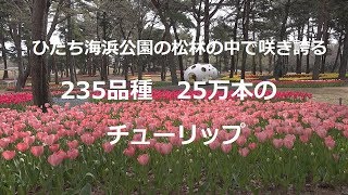 [4K]松林の中で咲く235品種25万本のチューリップTulip　ひたち海浜公園2019