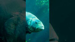 The giant sea bass of the Aquarium | #shorts