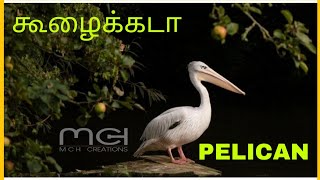 கூழைக்கடா / PELICAN || Tamil