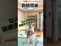 熱が40℃出た時のお話 shorts 猫ミーム 風邪