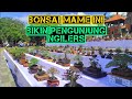 DERETAN RATUSAN BONSAI MAME BEREBUT JADI YANG TERBAIK DI PAMNAS GIANYAR BALI 2022