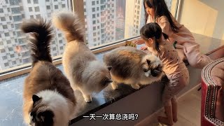 六猫四人的干饭日常，默默付出的老布偶猫总是会让其他猫先吃