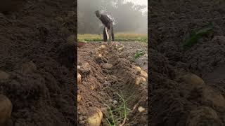 আমাৰ ঘৰৰ আলু খেতি #subscribe #village #farmer #highlights