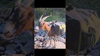 Ultralight Backpacking? Not me. I Use Pack goats and camp in luxury!