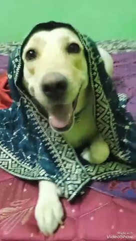 Pothi Pothi Valatha Pulla ёяе ёяшь Labrador Youtube