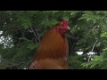 朝が来た事を告げる長鳴鶏　鶏鳴三声 〜信州安曇野　穂高神社〜