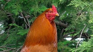 朝が来た事を告げる長鳴鶏　鶏鳴三声 〜信州安曇野　穂高神社〜