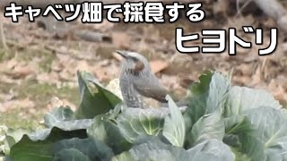 ヒヨドリの採食・収穫後のキャベツ畑