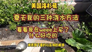 夏天我的三种浇水方法，看看我在weee上买了什么好吃的 - 【lisavlog 游子记】