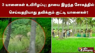 3 யானைகள் உயிரிழப்பு; தாயை இழந்த சோகத்தில் செய்வதறியாது தவிக்கும் குட்டி யானைகள்! | PTT