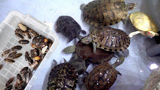 Throwing a large amount of cockroaches into a pond where hungry turtles flock