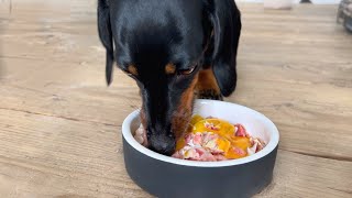 What does our pregnant Mini Dachshund eat in a day?