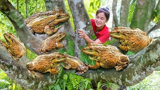 How To Catch Wild Frogs - Harvest fruits and vegetables from the garden |  Build life farm