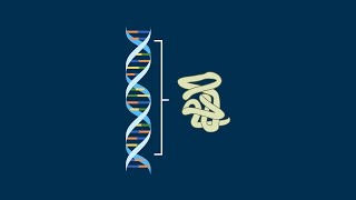 Correspondence Between One Gene and One Protein