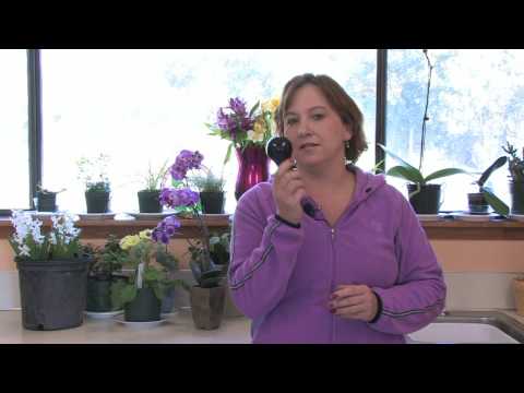 How do different lights affect plant growth?