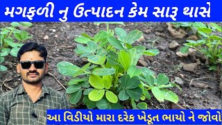 મગફળી ની ખેતી | 37 નબંર મગફળી નુ ઉત્પાદન | mungfali ki kheti |(@khedutmitra6210