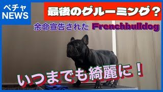 コレが余命宣告されたフレンチブルドッグの最後のグルーミング？【癒しのペチャ軍団】Frenchbulldog