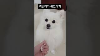 귀 접기 묘기?! 똑똑하고 귀여운 강아지의 비밀 💖 A perfectly trained dog? Its ear trick will surprise you! 🐾