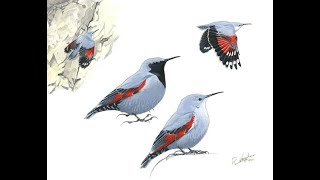 Wallcreeper