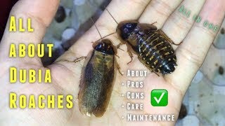 (Almost) EVERYTHING you need to know about Dubia Roaches \u0026 their CARE !!!