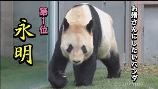 【👑人気急上昇!?✨】🐼いま、永明お父さんが熱いッ!!!✨【世界最高齢おとうさんパンダ💕】 -Eimei-☆World record holder as a father panda