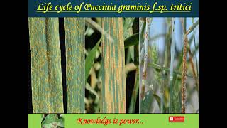 Life cycle of Puccinia graminis f.sp. tritici