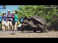 Dozens of Giant Tortoises | Galápagos | Lindblad Expeditions-National Geographic