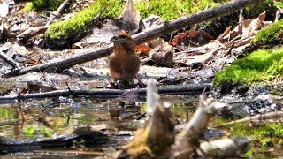 河口湖フィールドセンターのイスカ（雄）の水飲み　その３（4K60P動画）