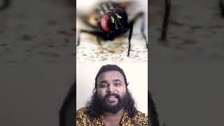 ഈച്ചയെ എളുപ്പത്തിൽ കൊല്ലാൻ കഴിയില്ല സർ _ why we can't easily slap the fly