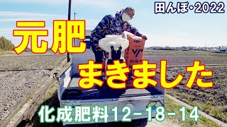 化成肥料を、二発散布、動散で元肥の散布（化成肥料12-18-14）田んぼ・2022 20220401　背負動力散布機 共立 ・やまびこ・DME401A