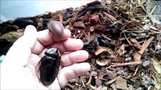 Cuban Burrowing Cockroach (Byrsotria fumigata)