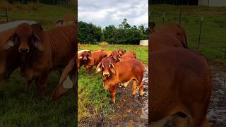 অসাধারণ ব্রাহামা গরুর খামার 🔥🤗🐂#cow #animals #shorts #viralvideo #foryou #2024