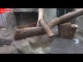 レッサーパンダ 咲弥さくや交代の時間！天王寺動物園 red panda “sakuya” time of change osaka tennoji zoo