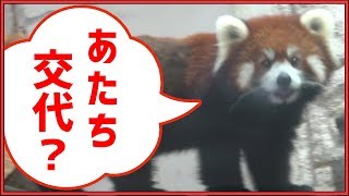 レッサーパンダ 咲弥さくや交代の時間！天王寺動物園 Red panda “Sakuya” Time of change! Osaka Tennoji Zoo