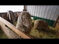 new arrival lexi the goat farm vlog 378